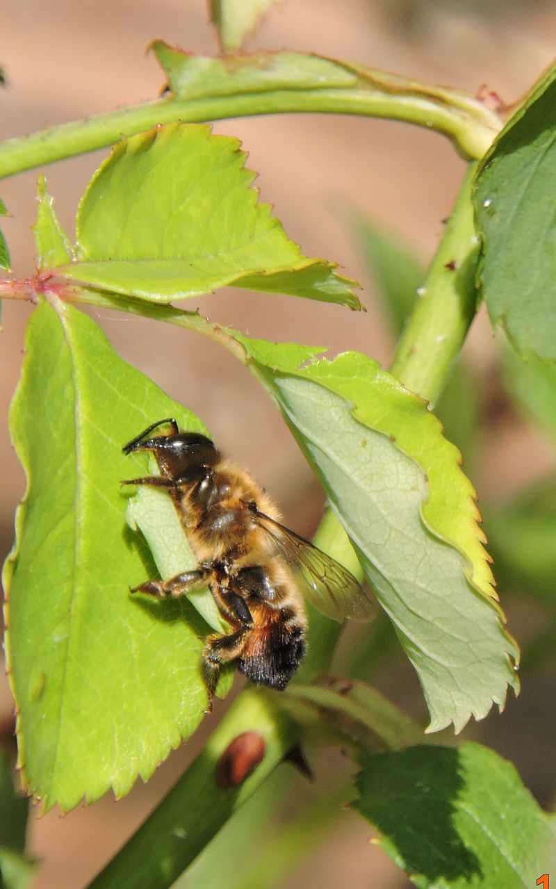 Leaf-Cutter Bee